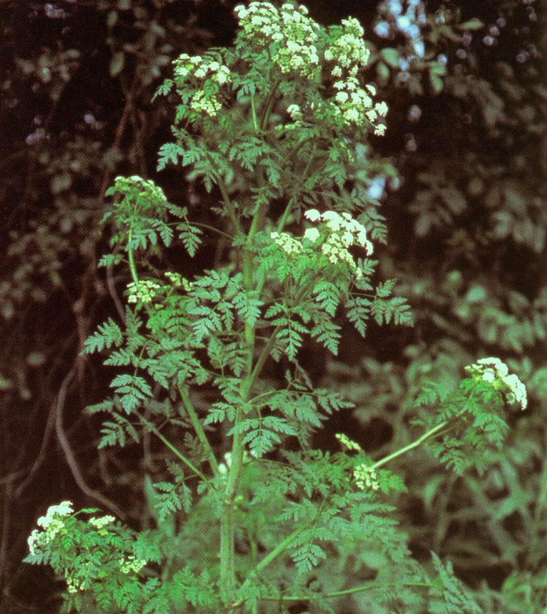 Poison hemlock plant