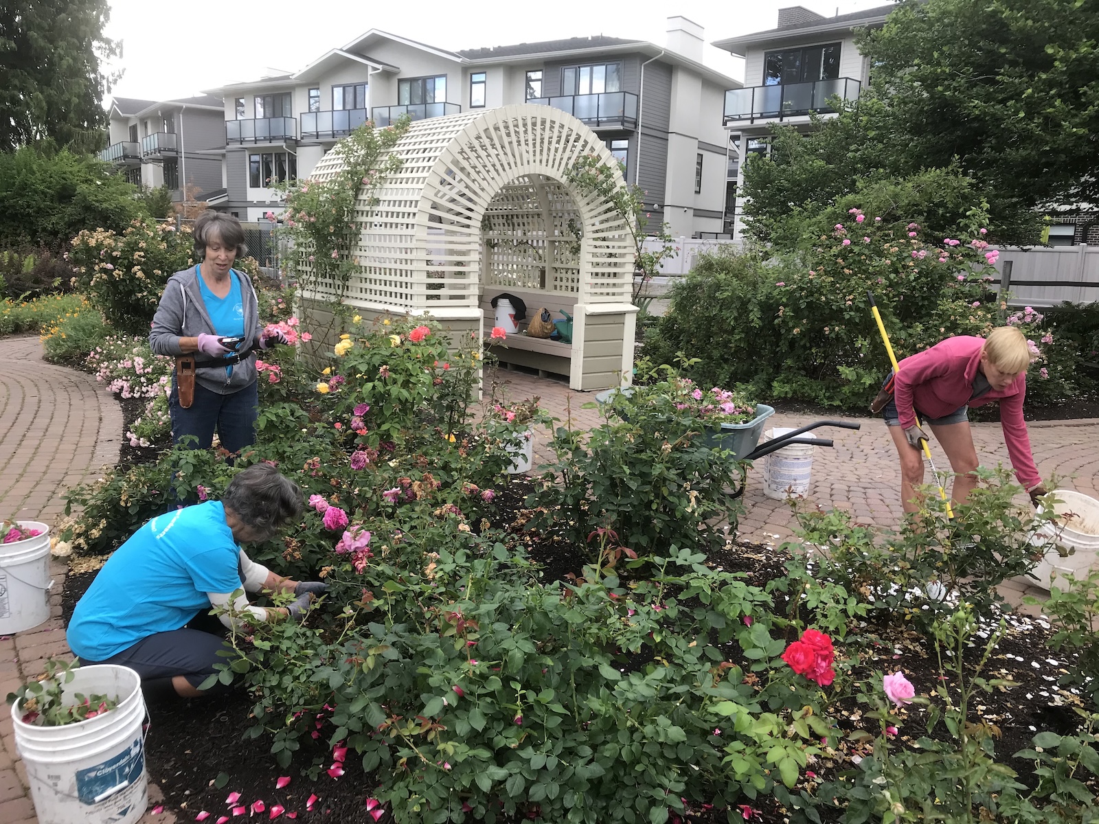 Guisachan roses - Guisachan Heritage Park