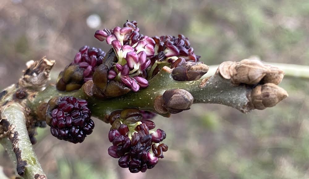 Fraxinus angustifolia