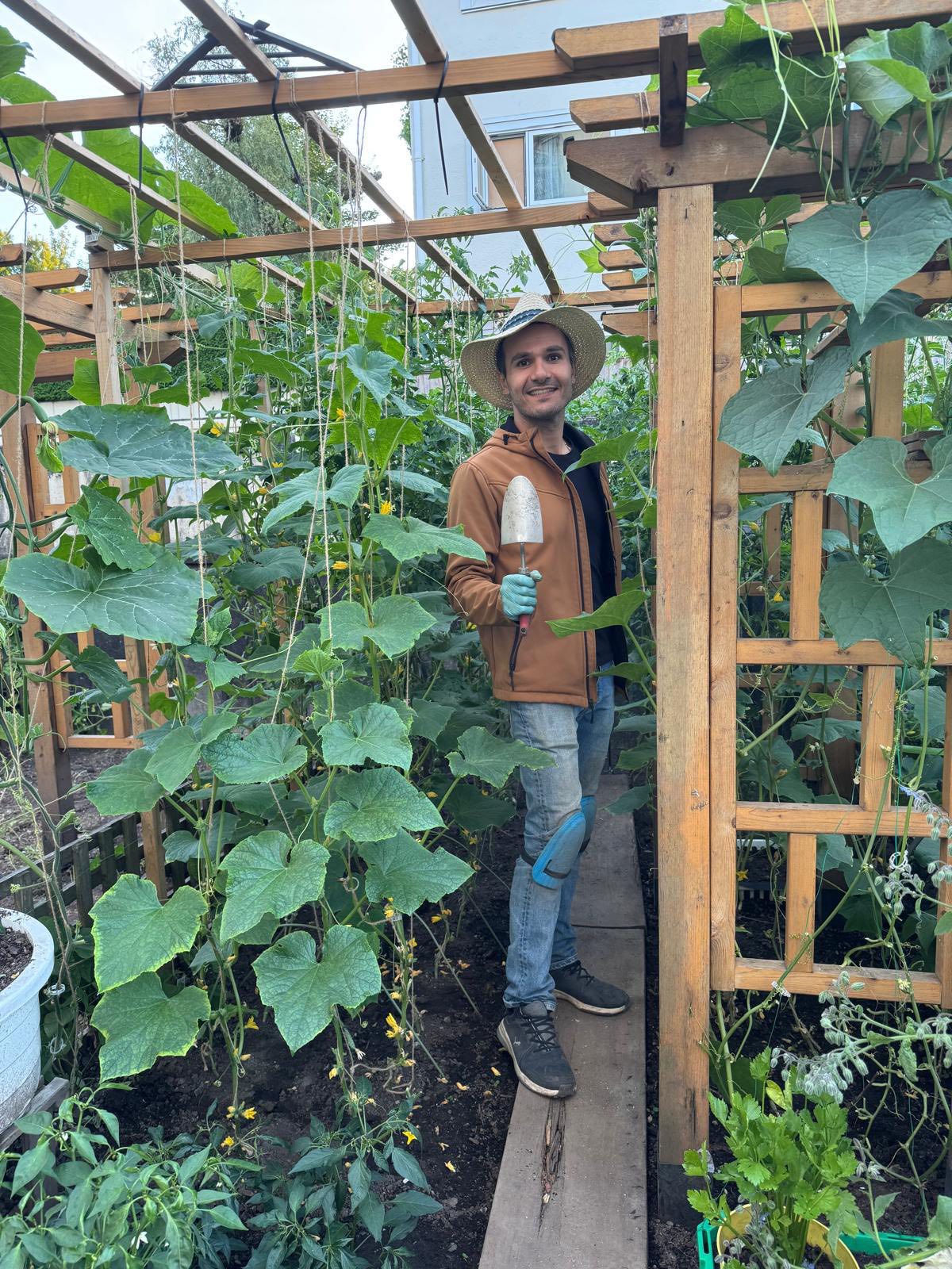 Growing Cucumbers Twice in Vancouver — Timing, Yield Cycles, and Early Establishment